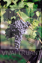 Foto di un grappolo d'uva di Cabernet Sauvignon 169